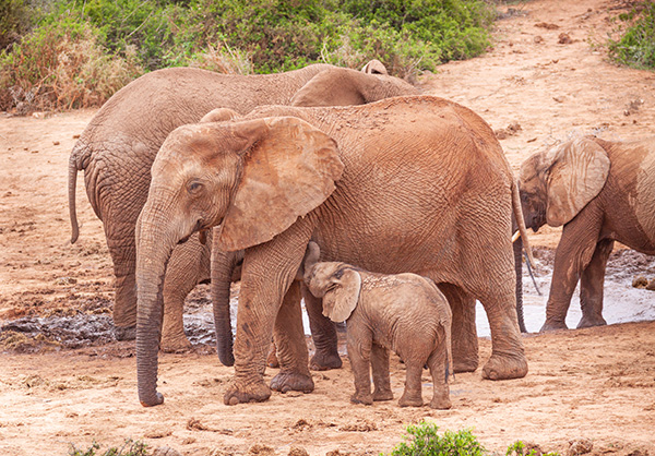 Bebé elefante amamantando de su madre